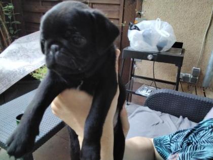 Wir suchen Mops Eltern kommen von Privat aus besten Händen