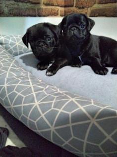 Wir suchen Mops Eltern kommen von Privat aus besten Händen