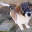 Rusty - ein besonnenes Kerlchen