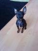 Minizwergpinscher
