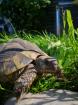 Griechische Landschildkröten Gruppe Testudo Hermanni