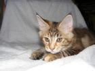Süßes Maine Coon Mädchen