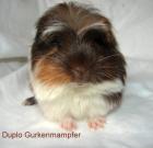 Gurkenmampfer Rassemeerschweinchen aus dem Ruhrgebiet