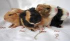 Gurkenmapfer aus dem Ruhrpott Rassemeerschweinchen aus liebevoller Hobbyzucht