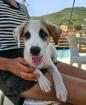 Toffee sucht ein passendes Zuhause