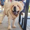 Charlie - ein typischer Chow-Chow
