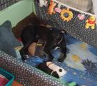 Whippet Welpen