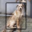 Labrador Mischling