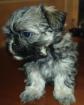 Wundervolle Shih-Tzu/Malteser Welpen Familienhund Kleinbleibend Allergiker geeig