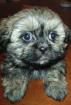 Shih-Tzu/Malteser TraumWelpen - Familienhund - Allergiker geeignet