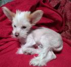 Verschmuster kleiner Chinese Crested Junge sucht umständehalber ein neues Plätzchen