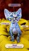 Reinrassige Devon Rex Kittens mit Stammbaum - Umzugsbereit Anfang Juli