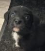 Labrador Mischling