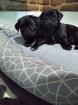 Wir suchen Mops Eltern kommen von Privat aus besten Händen