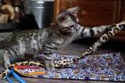 Reinrassige liebevolle Bengal Kitten mit Stammbaum