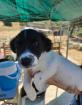 Zoe sucht ein passendes Zuhause