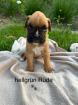 Boxer Welpen