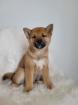 Shiba Inu Welpen
